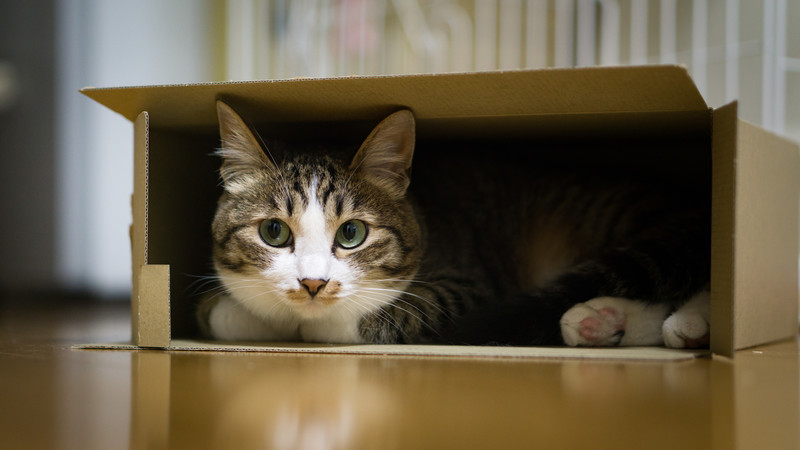箱の中から外を見るネコ